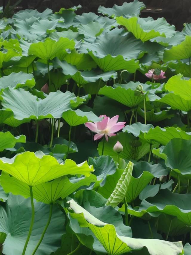 绿荫茂密、满池夏意……来上海市中心这个免费公园纵享清凉美景~