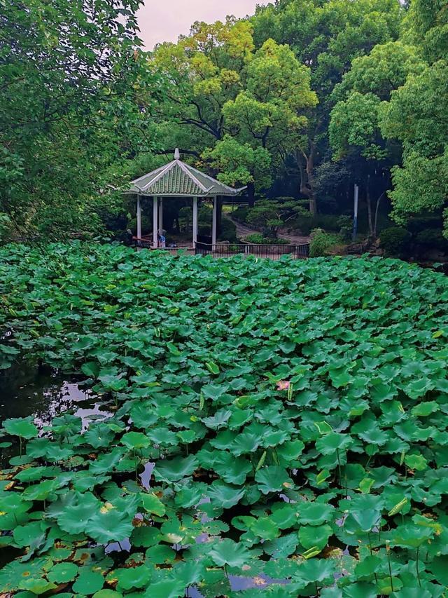 绿荫茂密、满池夏意……来上海市中心这个免费公园纵享清凉美景~