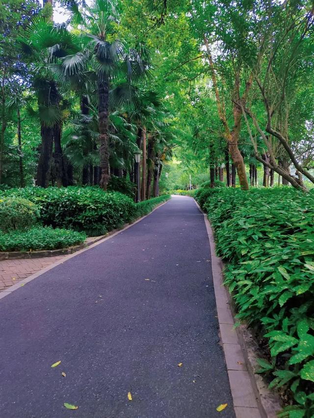 绿荫茂密、满池夏意……来上海市中心这个免费公园纵享清凉美景~