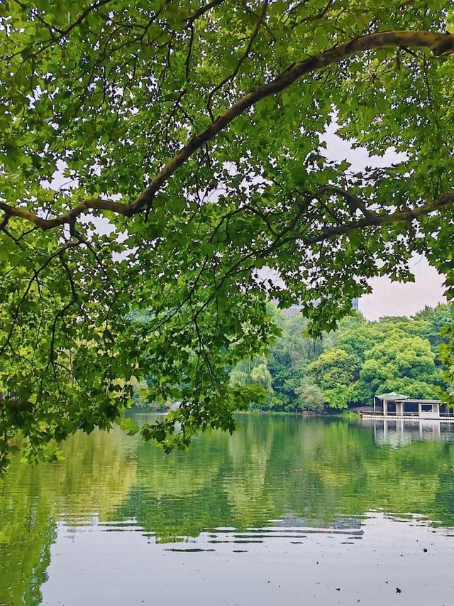 绿荫茂密、满池夏意……来上海市中心这个免费公园纵享清凉美景~