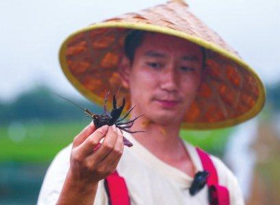 夏耘之间 生态田里的“保卫战”