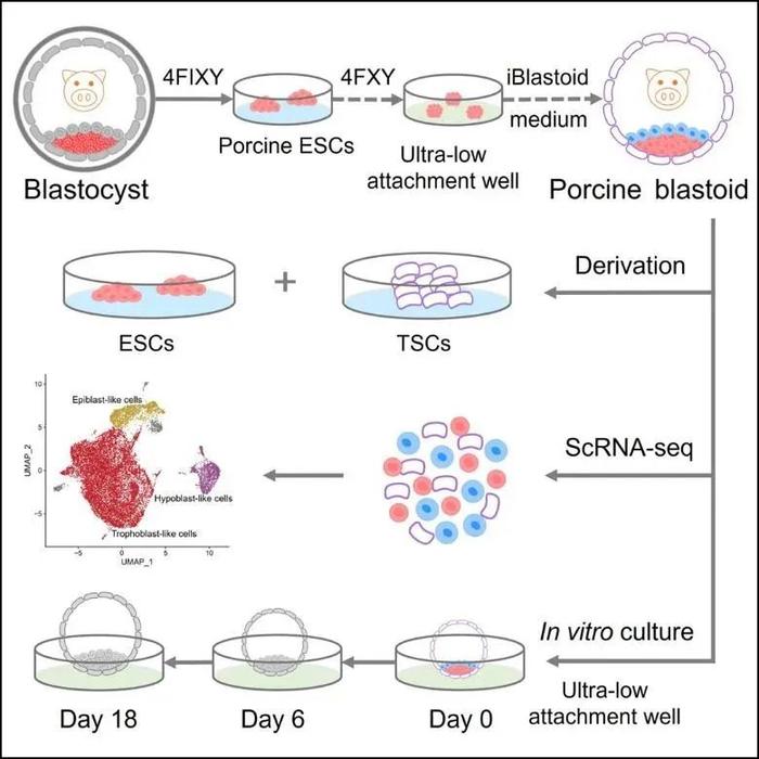 西湖大学裴端卿团队首次将猪胚胎干细胞诱导形成类囊胚模型