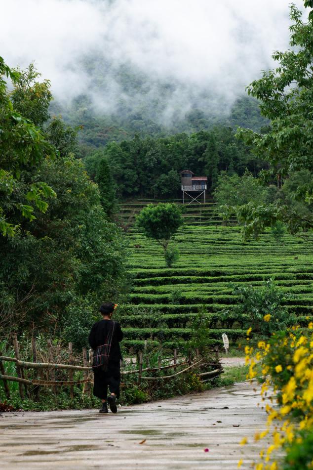 茶旅融合产业兴 美丽家园焕新颜——中国人寿寿险云南省分公司助力边境乡村振兴