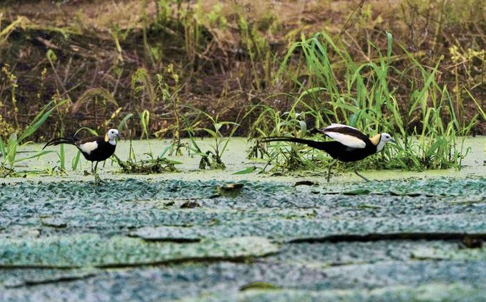 孵蛋、育雏，小水雉成长记 | “水上凤凰”来宁安家