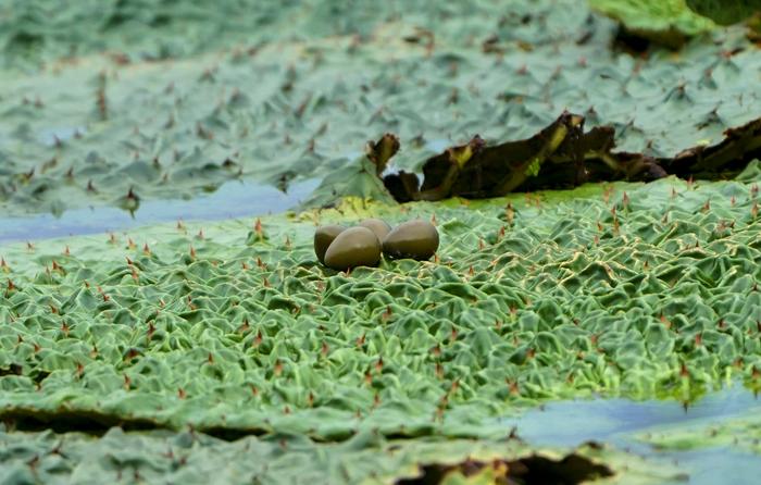 孵蛋、育雏，小水雉成长记 | “水上凤凰”来宁安家