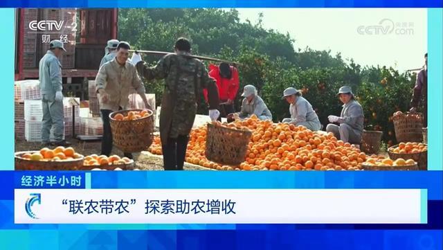 央视《经济半小时》详解农夫山泉助农道路：新型农业经营主体如何“联农带农”？