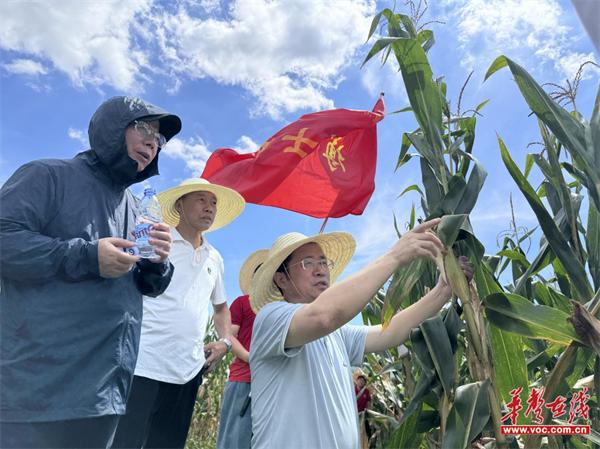 湖南农业大学机电工程学院博士团助力武陵山区旱粮机械化生产提质增效