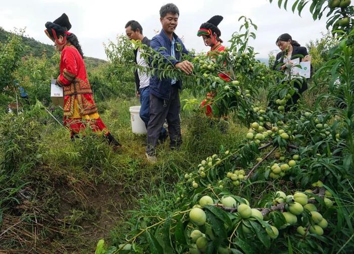 凉山州：蹄疾步稳，阔步迈向乡村振兴