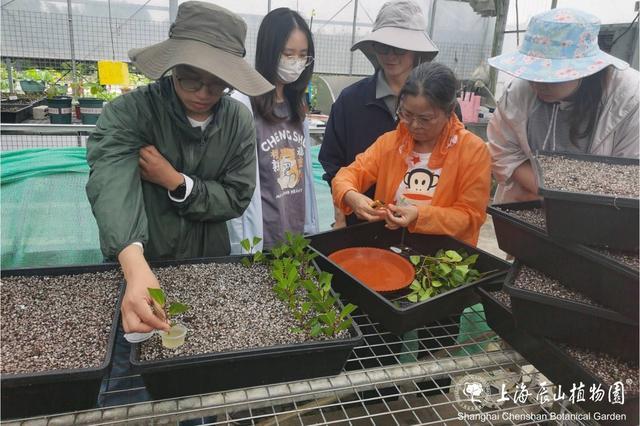 辰山花社招生啦～课程全免费，园艺、植物爱好者冲！