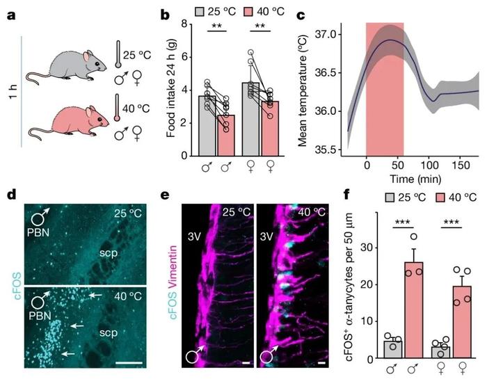 为什么天气热就胃口差？Nature重磅：高温抑制食欲的背后原因找到了！并提供肥胖治疗思路