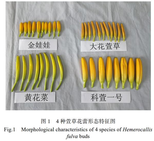 越新鲜越危险！这种能调血脂降血压、抗氧化的菜：吃错了会中毒