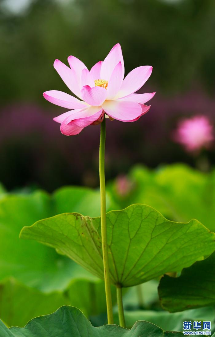 甘肃张掖：荷花朵朵引客来