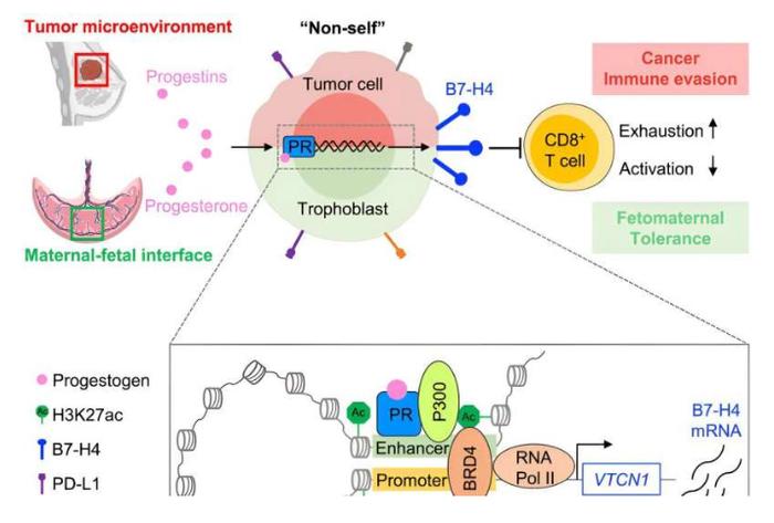 孕激素还能影响癌症免疫耐受？Cell | 科学家发现人类怀孕和癌症发生之间共同的特殊免疫机制