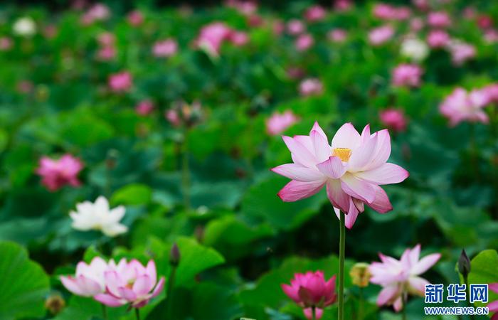 甘肃张掖：荷花朵朵引客来