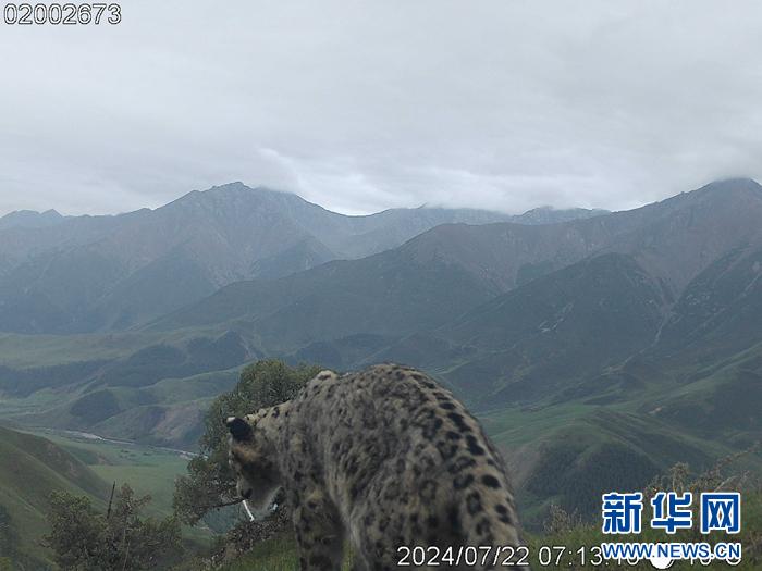 雪豹频频现身祁连山