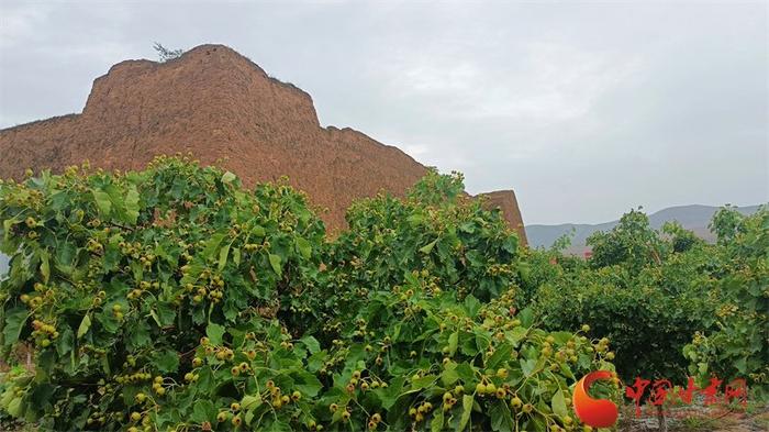 定西通渭版《山楂树之恋》：小镇栽下山楂树 春有百花秋有果