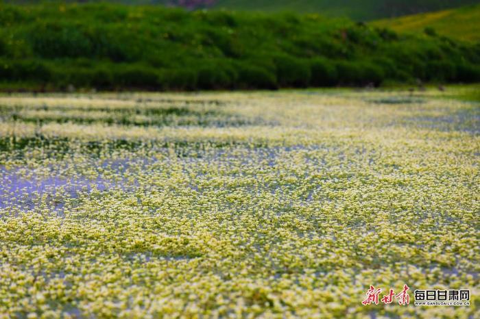 快来看！珍稀濒危野生植物水毛茛在合作惊艳亮相