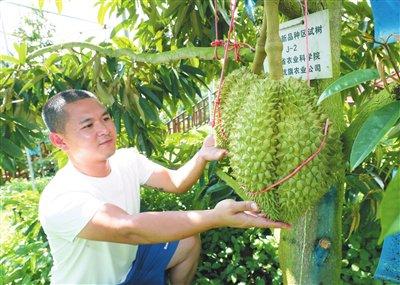 三亚“顶榴”盛会擂台比武角逐“香甜王”