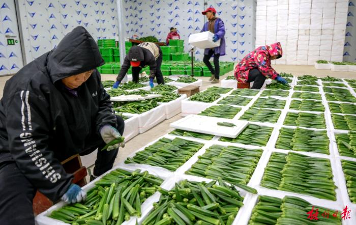 瓜果蔬菜争“鲜”上市 现代农业项目落地开花丨龙圩区激活优势资源做强特色产业综述