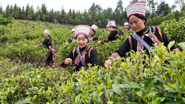 红河县：打造腊咪茶叶特色品牌 赋能现代农业“绿引擎”