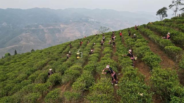 红河县：打造腊咪茶叶特色品牌 赋能现代农业“绿引擎”