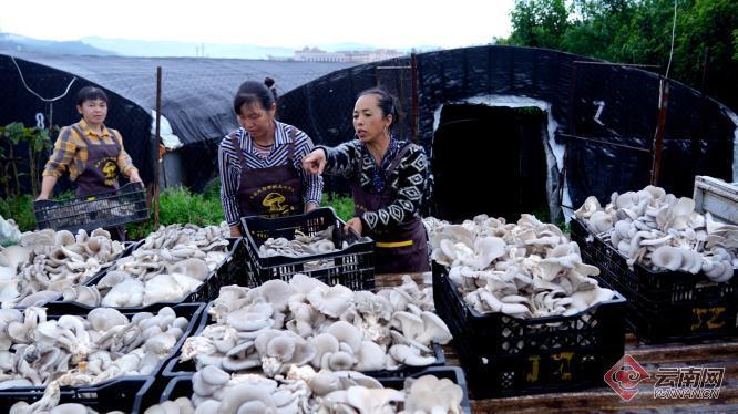 陶丽林：种下食用菌撑开“致富伞”