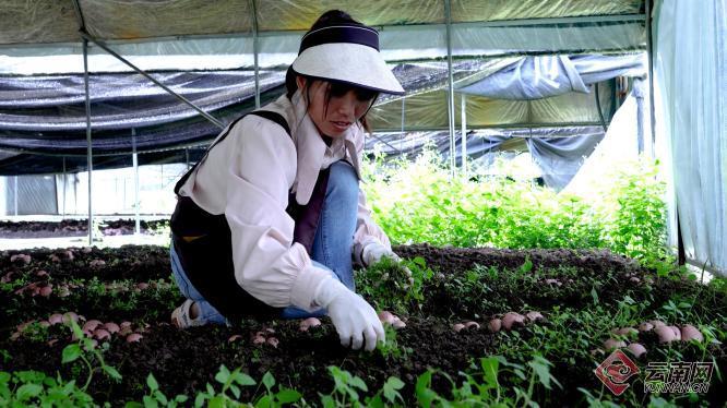 陶丽林：种下食用菌撑开“致富伞”