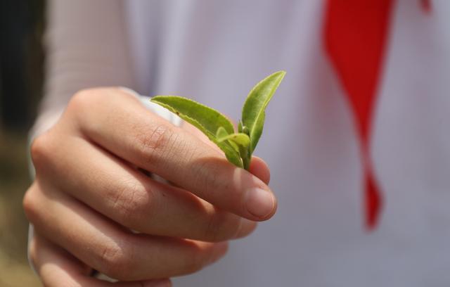 在沪上规模最大的茶园里采茶，是何种体验？