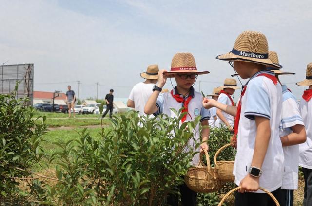 在沪上规模最大的茶园里采茶，是何种体验？