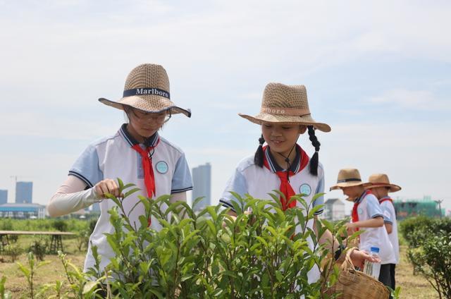 在沪上规模最大的茶园里采茶，是何种体验？