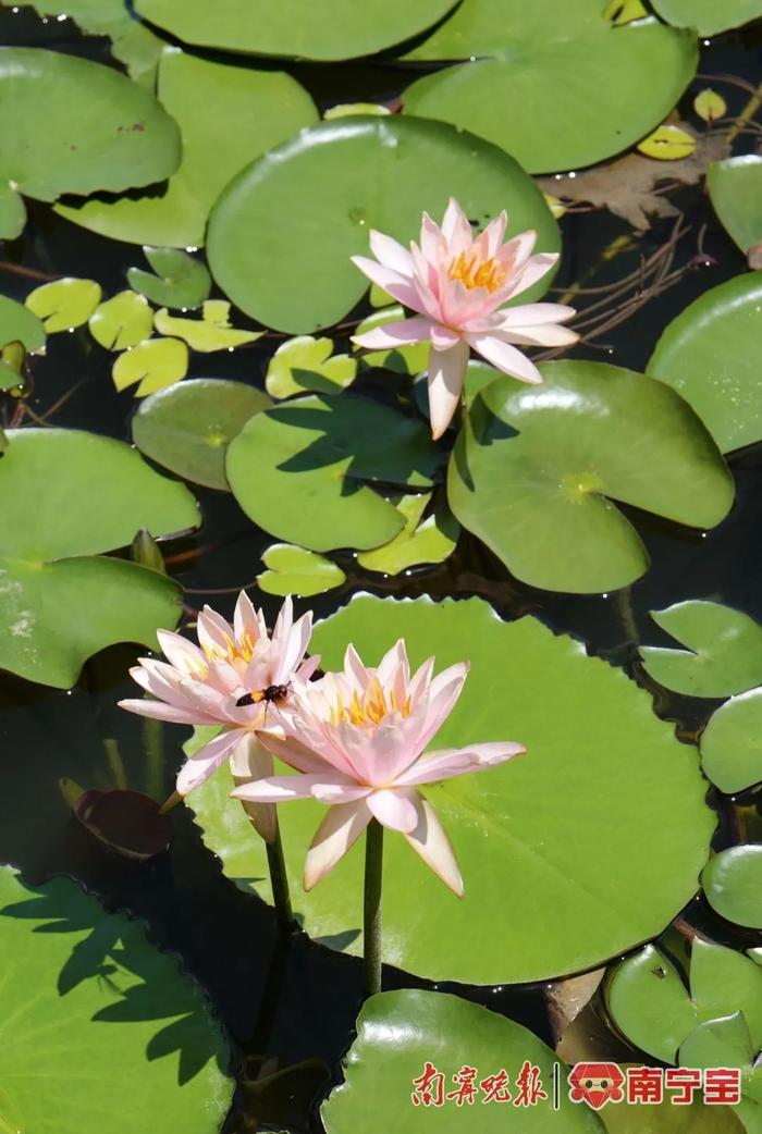 盛夏顶流！南宁这个地方超美！