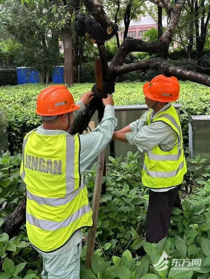 明天将有大雨到暴雨，上海绿化市容行业启动应急响应