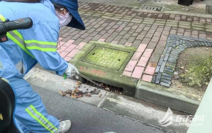 明天将有大雨到暴雨，上海绿化市容行业启动应急响应