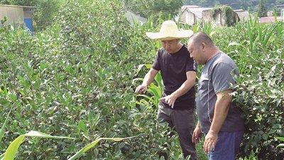 程辉：十二载坚守 只为这片青绿