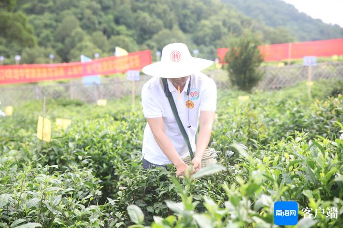 琼中举办“工会杯”茶叶采摘劳动技能竞赛 展现茶乡工匠风采