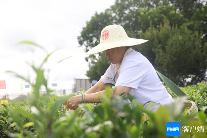 琼中举办“工会杯”茶叶采摘劳动技能竞赛 展现茶乡工匠风采