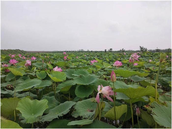 怀宁县雷埠乡：“荷花经济”富农家