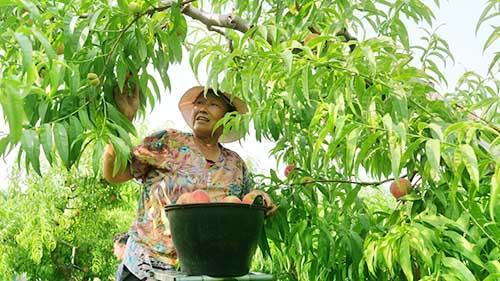 打好特色牌 拓宽增收路