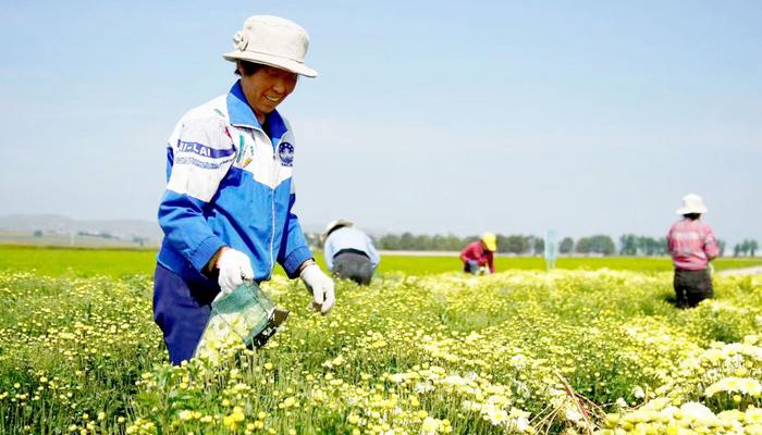 芦芽山下，锻造中医药强县富民“五寨模式”