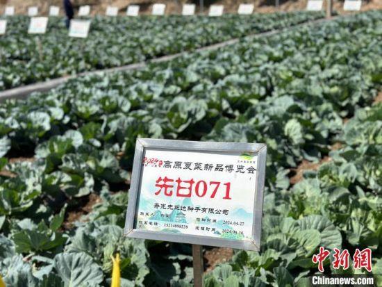 锚定现代化 改革再深化｜兰州高原夏菜主产区新品亮相 提升优质种子种苗供给能力