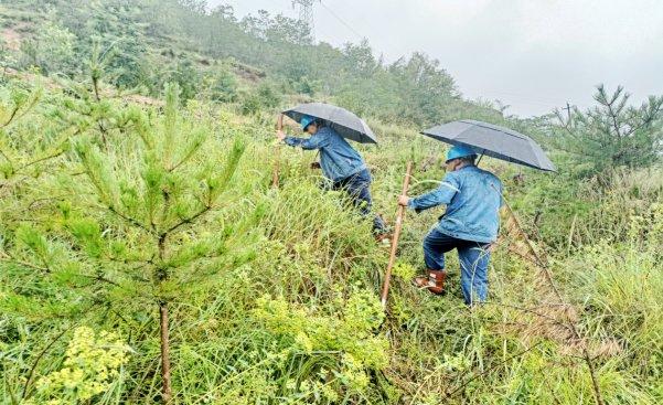 国网庄浪县供电公司：“地毯式”巡查确保电网稳定运行