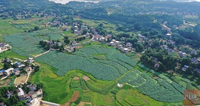 C视频丨四川仪陇：乡村荷花节 “莲”动乡村游