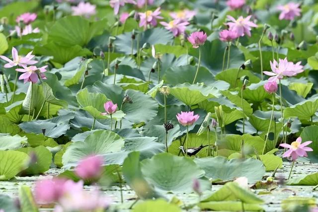 青西：湖荡岛田中的鸟类世界