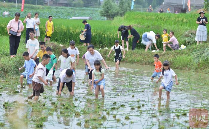 C视频丨四川仪陇：乡村荷花节 “莲”动乡村游