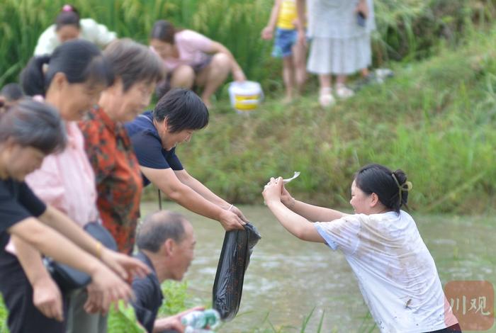 C视频丨四川仪陇：乡村荷花节 “莲”动乡村游