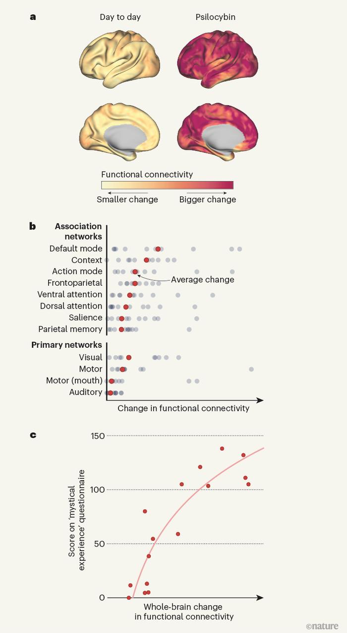 Nature揭秘 | “迷幻蘑菇”能使人脑的同步性丧失，从而改变大脑的连接模式，有助于治疗僵化的思维和行为模式，如成瘾和抑郁