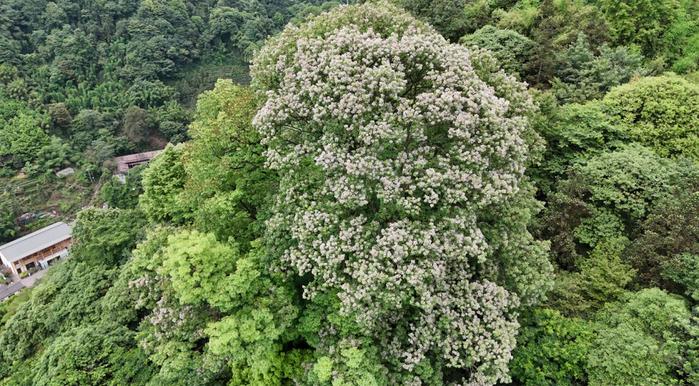 四川古树名木保护工作纪实：一树总关情 苍劲永绵长