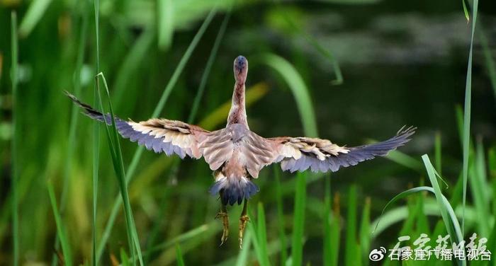 石家庄市裕西公园荷花池中的“钓鱼郎”——黄苇鳽