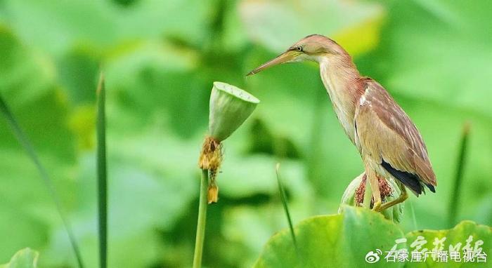 石家庄市裕西公园荷花池中的“钓鱼郎”——黄苇鳽