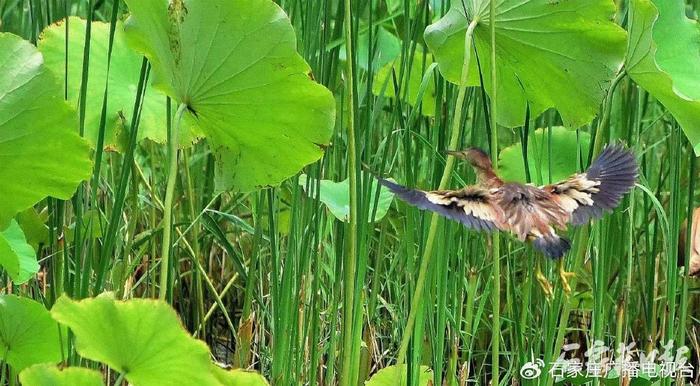 石家庄市裕西公园荷花池中的“钓鱼郎”——黄苇鳽